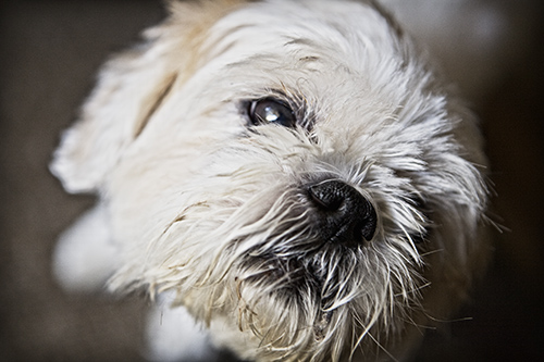 pet photographers animals dogs long island ny